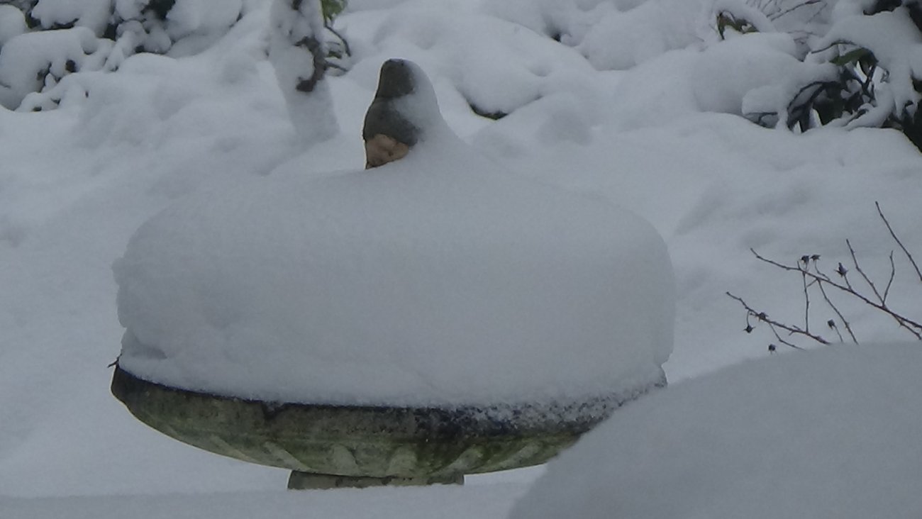Snow201923.JPG