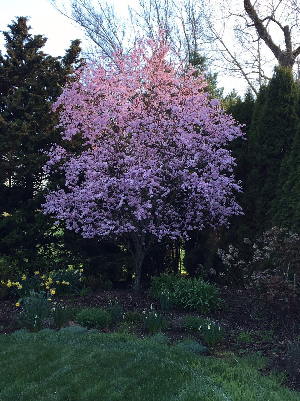 Spring.JPG