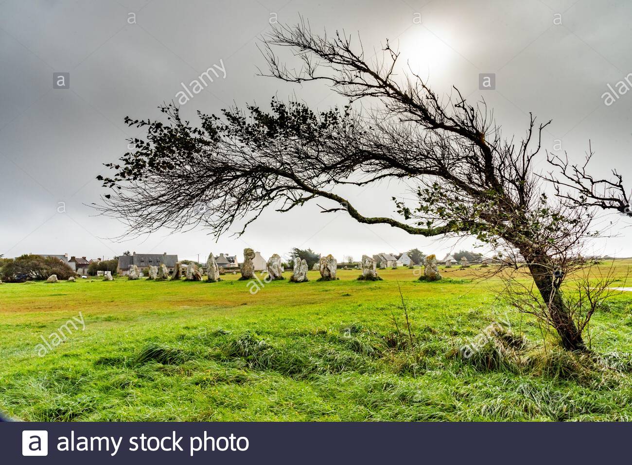 standing-stones-in-brittany-a-deformed-tree-lying-by-the-force-of-the-wind-stands-in-front-of-...jpg