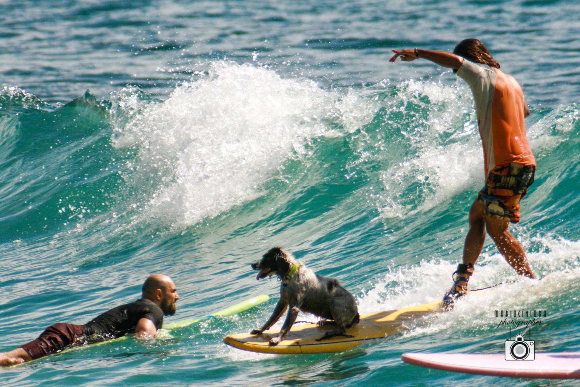 surfing dog.jpg