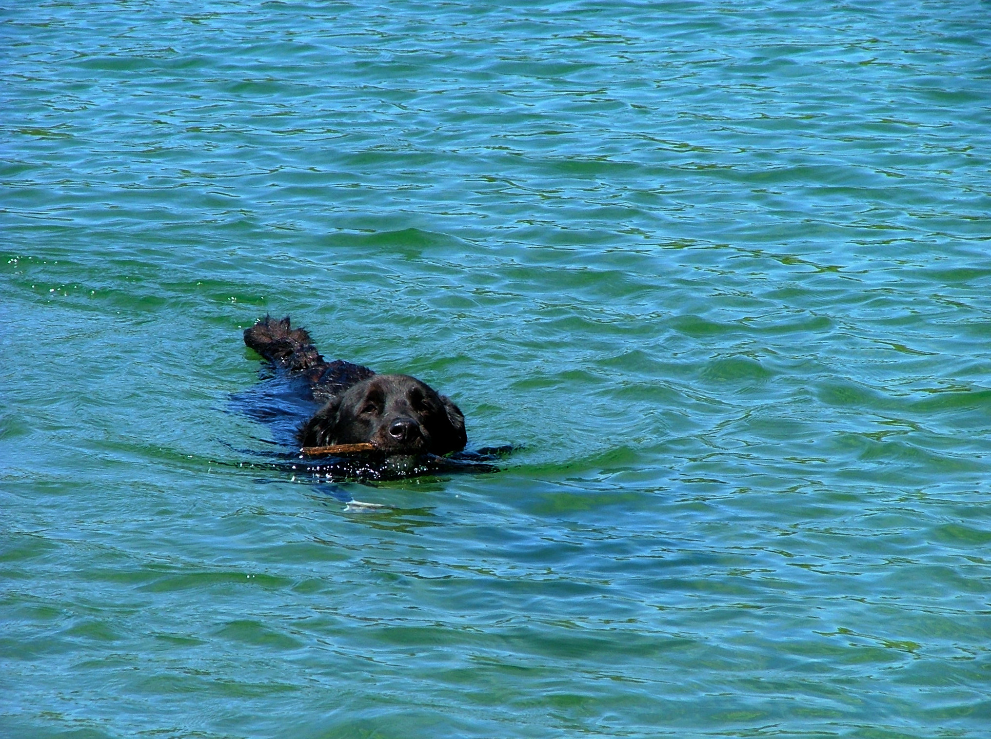 SwimmingBill.jpg