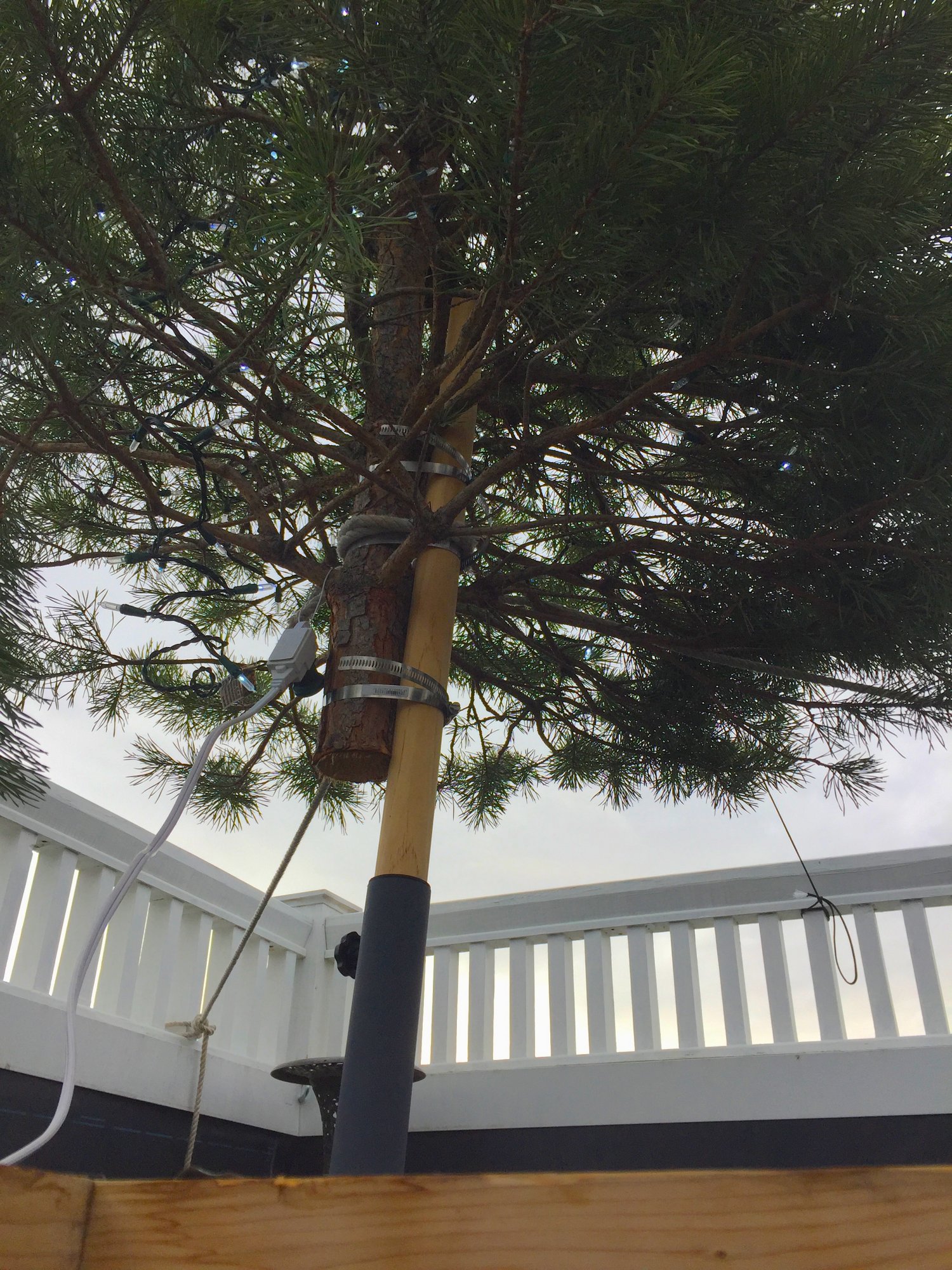 The Young Tree 2020.JPG