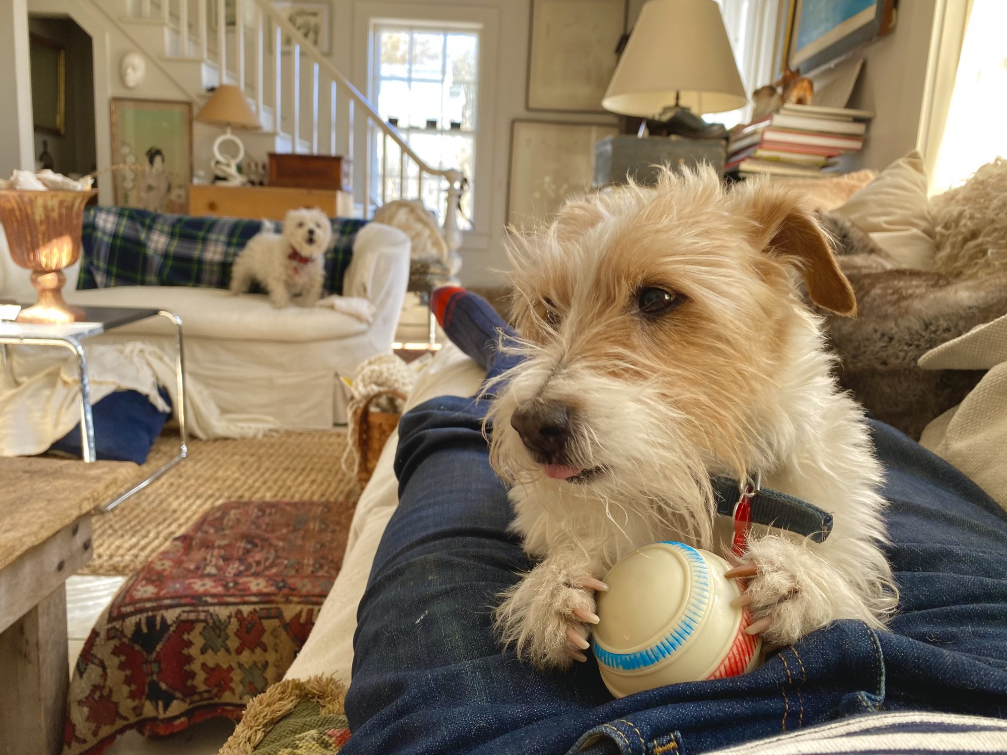 Tommy lap dog.jpg
