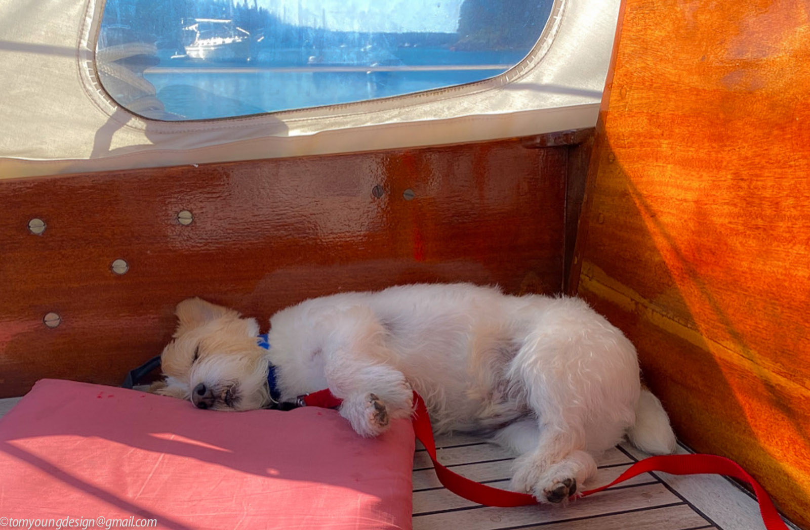 Tommy sleeping.jpg