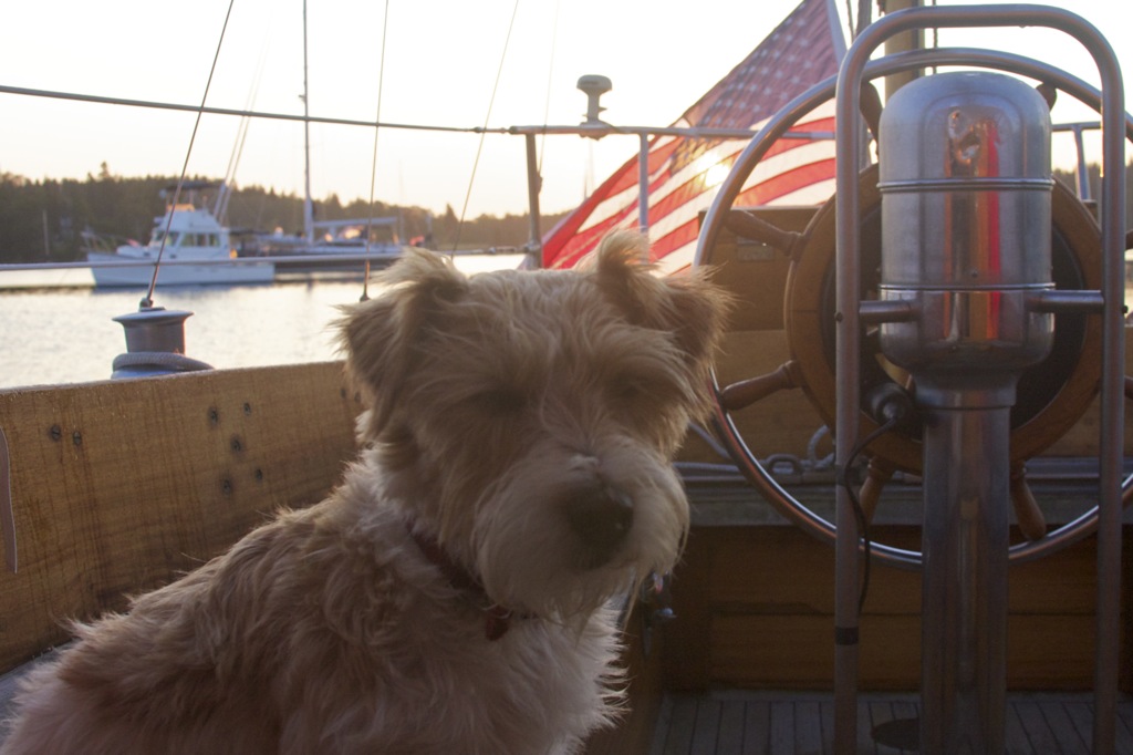 Tommy sunrise.jpg