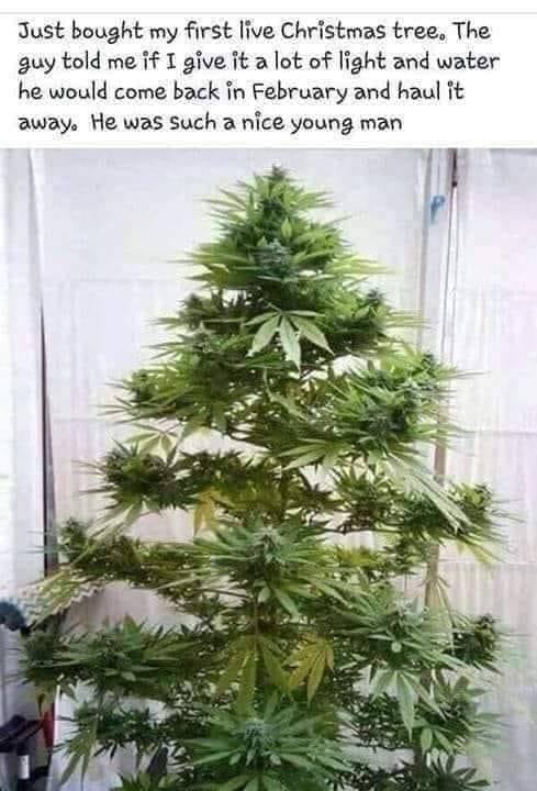tree.jpg
