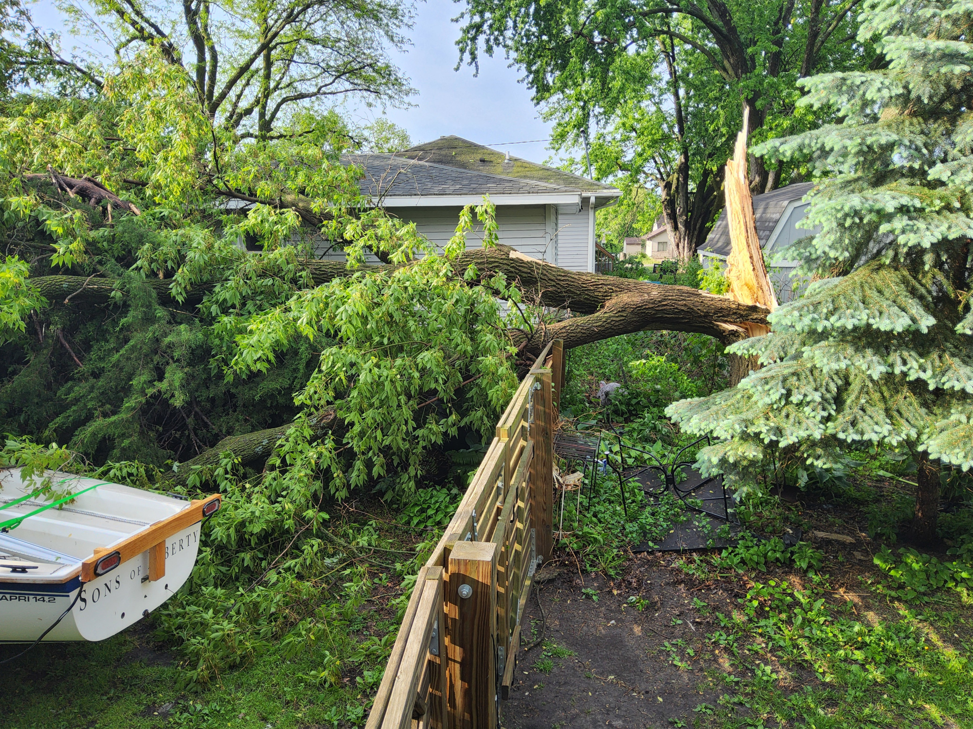Tree0001.jpg