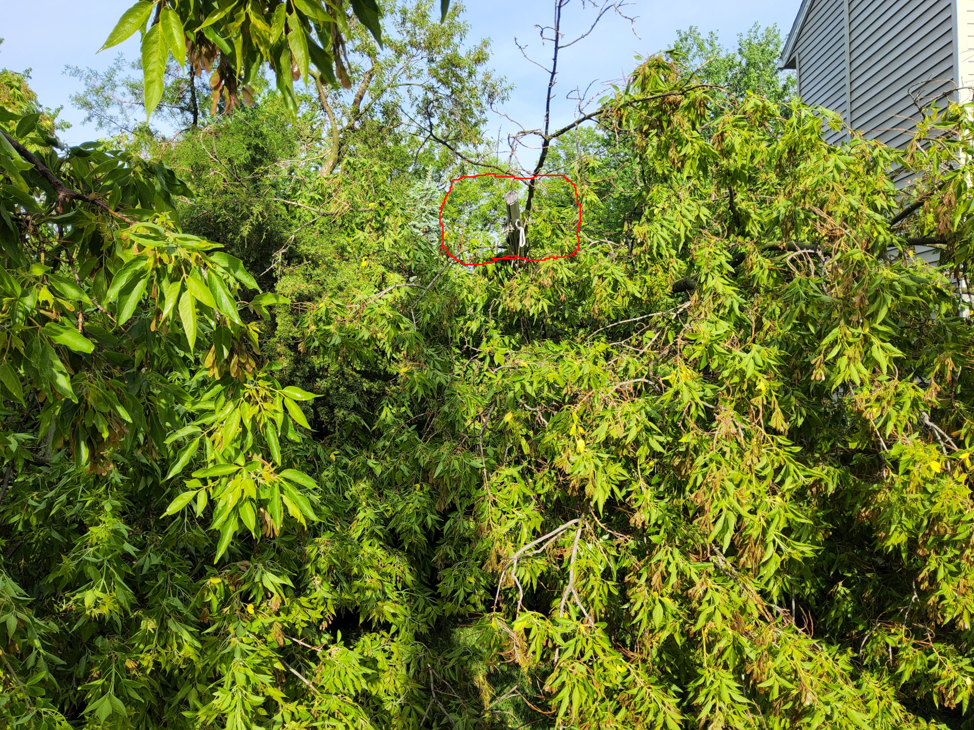 Tree003.jpg