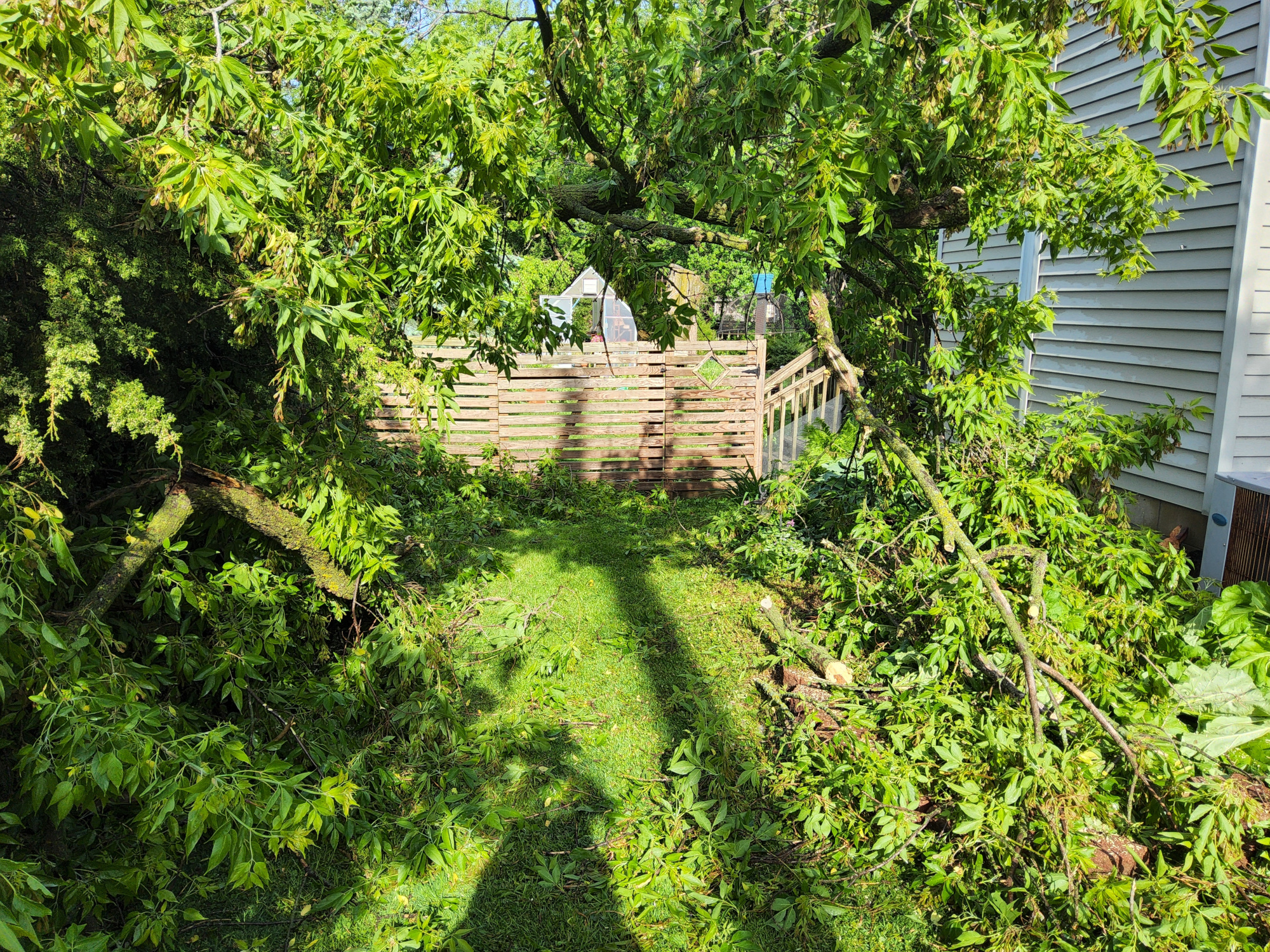 Tree004.jpg