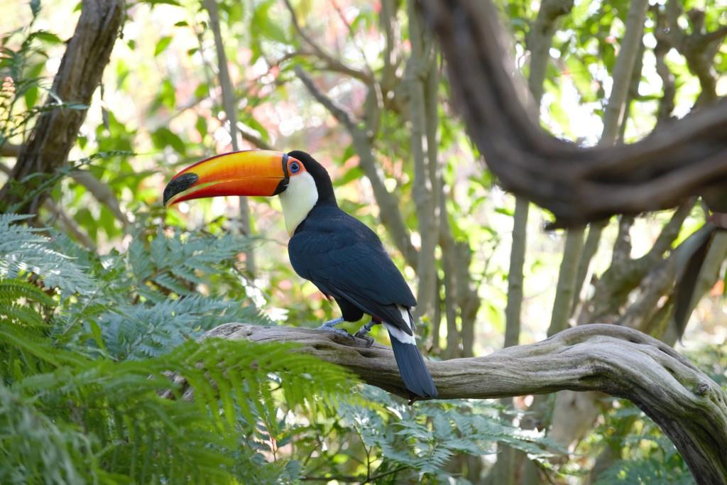 TuCan_4719S.jpg