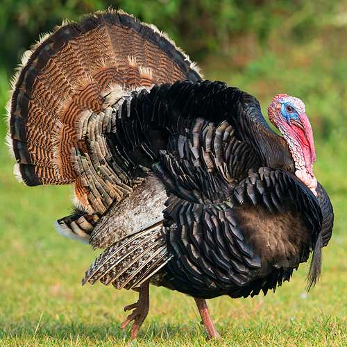 turkey_big.jpg