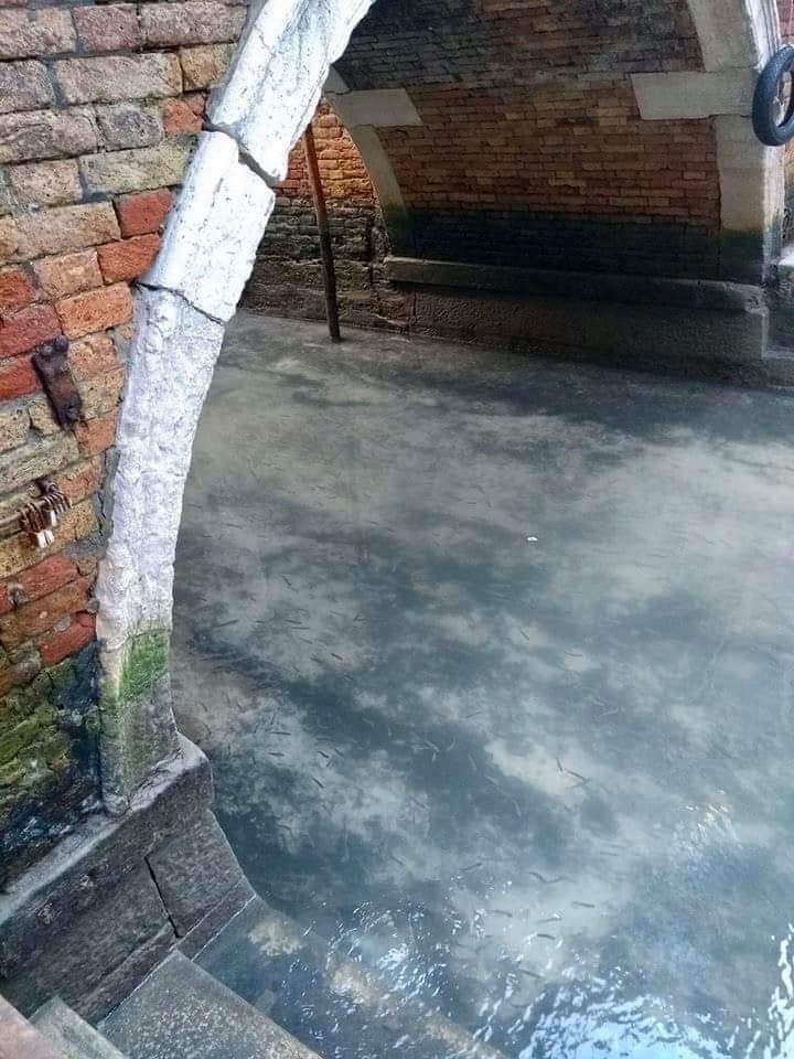 Venice canal fish 2.jpeg