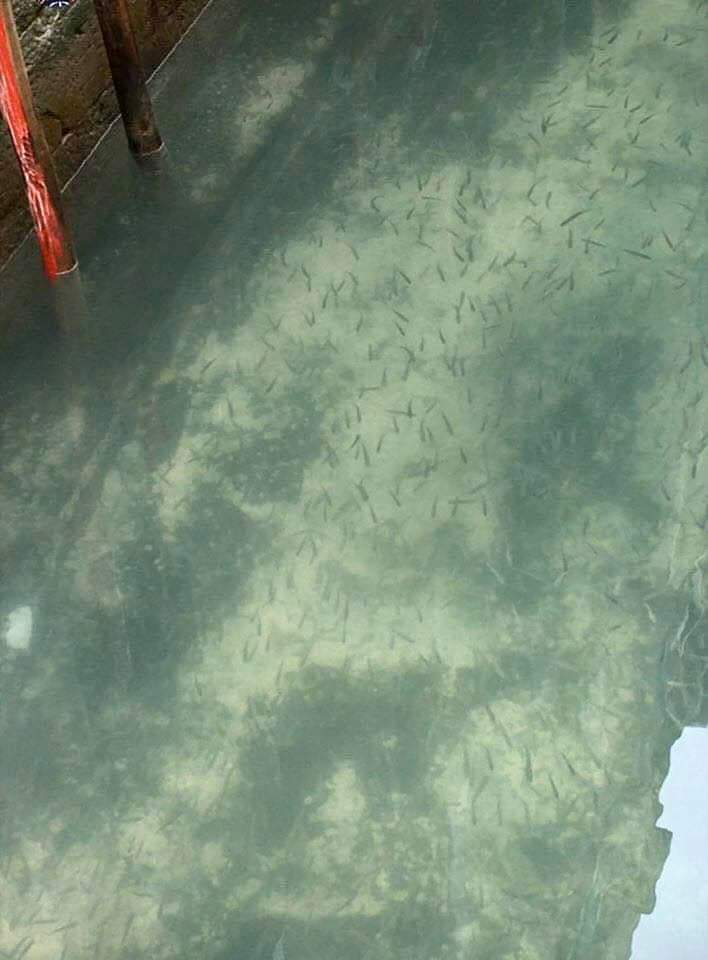 Venice canal fish.jpeg