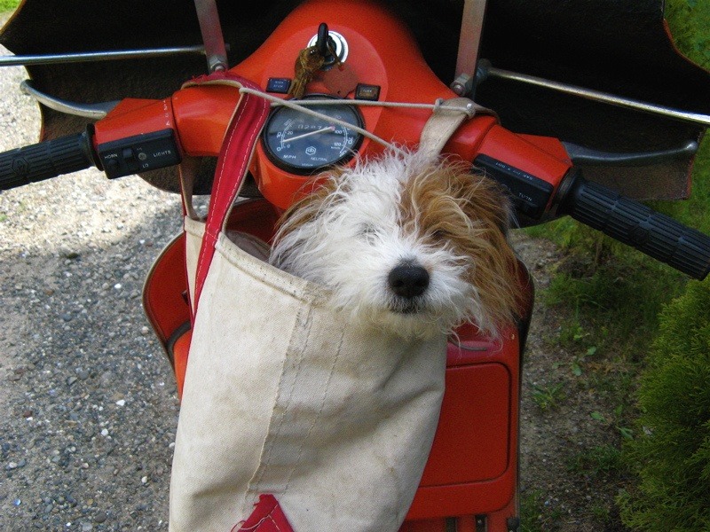 Vespa jack2.jpg