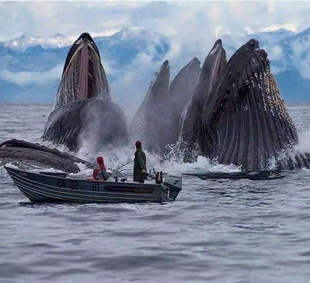 Whales.jpg