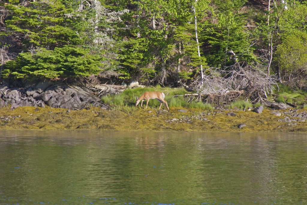 Whitetail deer.jpg