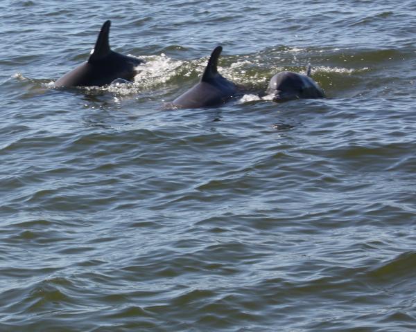 3 Dolphins