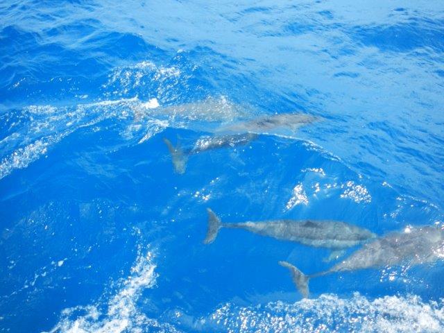 3 Dolphns Playing