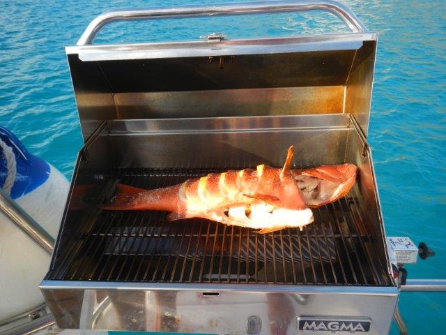 39 Coral Trout for tea BBQ