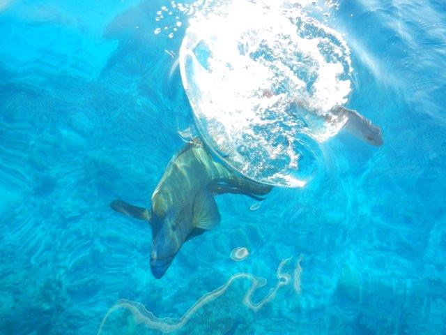 49 A Maori Wrasse at the back of the yacht