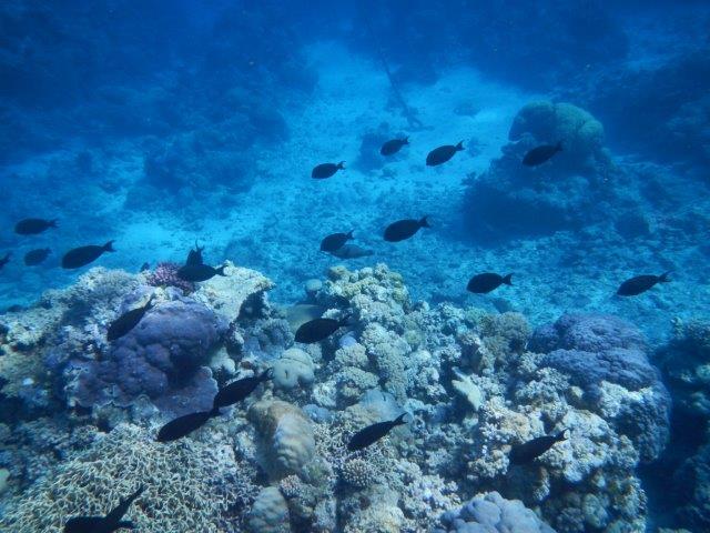 5 Dive at the Cod Hole Outer Reef