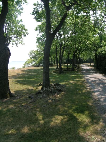 A tree lines path to the pool &amp; the inn at RIC.