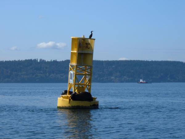 Basking in the sun on buoy &quot;TC&quot;