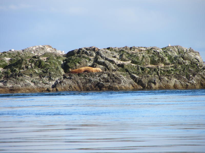 Big, fat seals on the rocks