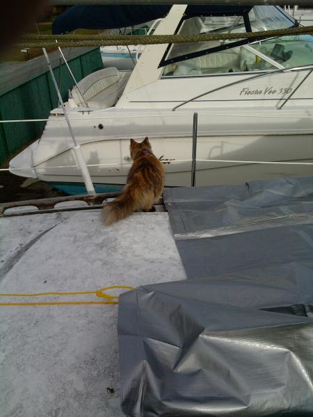 Boo on watch duty