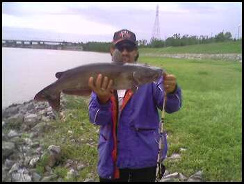 Channel cat caught @ Kentucky Dam