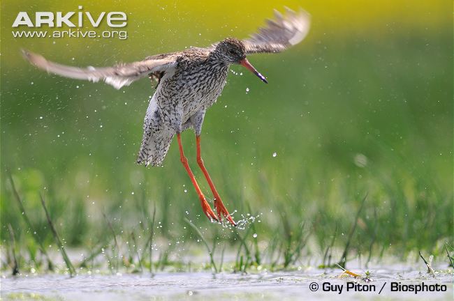 Common redshank