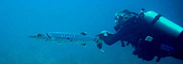 Diving with Baracuda in Turks &amp; Caicos