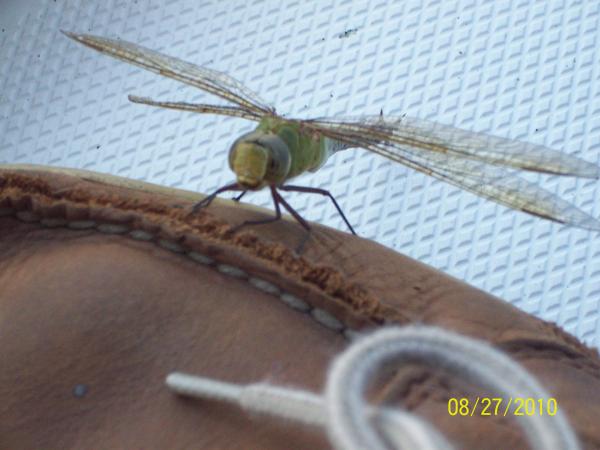 Dog sailing 010

Well really not a dog but this huge dragon fly landed on my foot as I was raising the main.  I could not get the thing off so I walked over got my camera and took the picture all with this on my shoe.