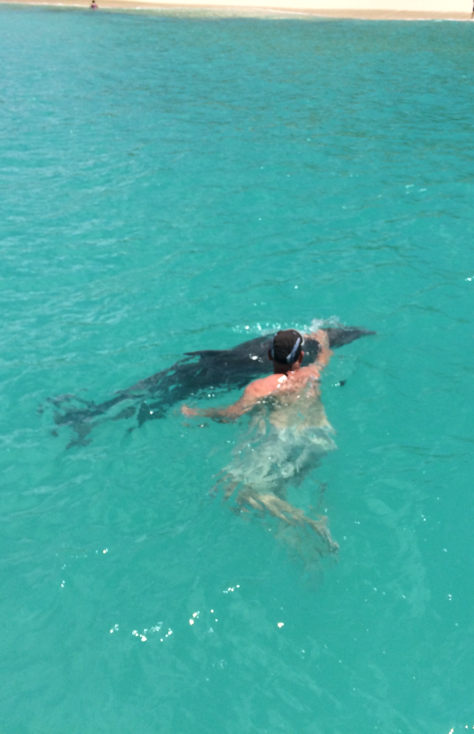 Dolphin At Buck Island