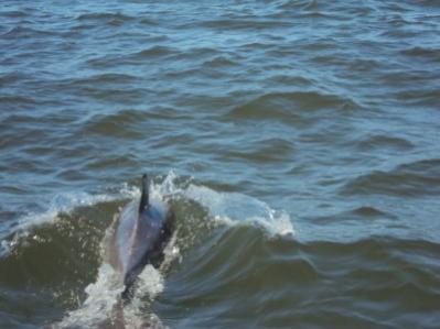 Dolphin escort.  Can see the scars on his back.