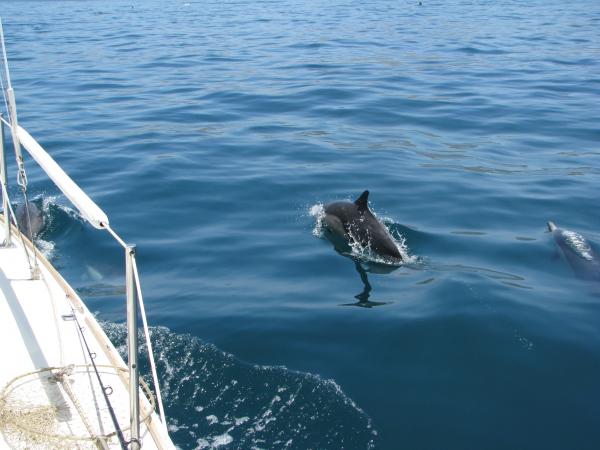 Dolphins Catalina.2008 1 125