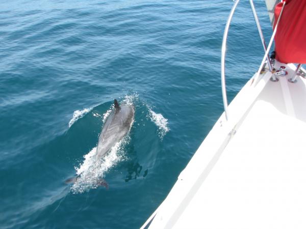 Dolphins Catalina.2008 1 130