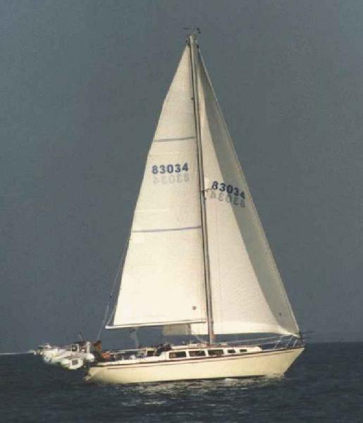 dolphins leap under sail