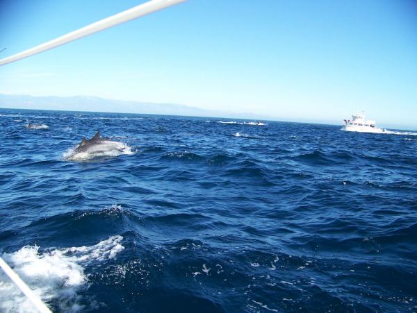 Dolphins off shore Ventura Harbor Ca.