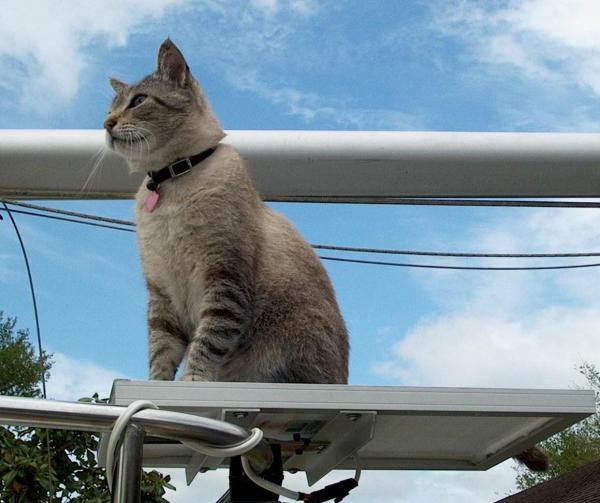 Feline solar perch