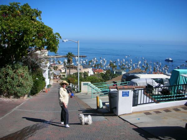 Great photo of Avalon harbor from up the hill.