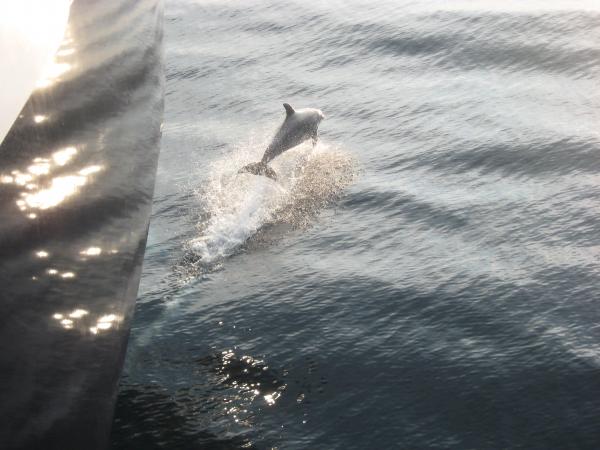 Greek Cruise Porpoise