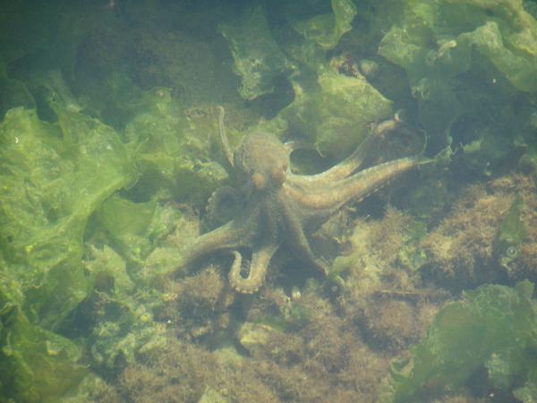 Harbor Life
Octopus