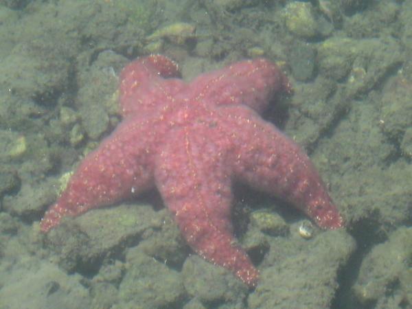 Harbor Life
Starfish