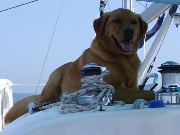 Hatch the Boat Dog in the Bahamas