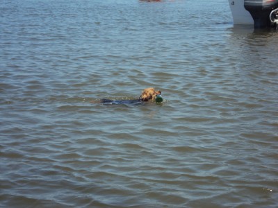 Heineken retrieving dog.  He preferred Heineken to Corona 100% of the time!