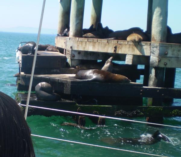 Helen Le 5    seals playing2
