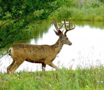 Heron Lake wildlife