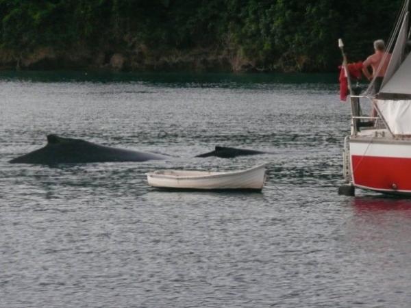 Humpbacks in anchorage - Tonga