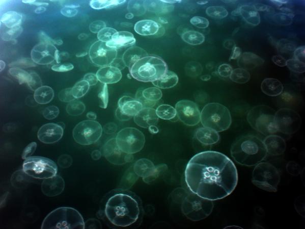 jellyfish invasion at my moorage spot.